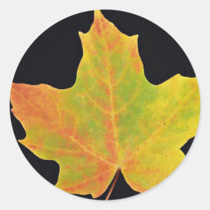 Sticker Rond inspiration Feuille jaune d'érable sucre