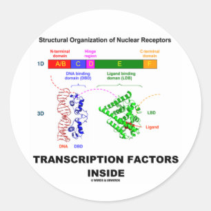 Sticker Rond Intérieur de facteurs de transcription (récepteu