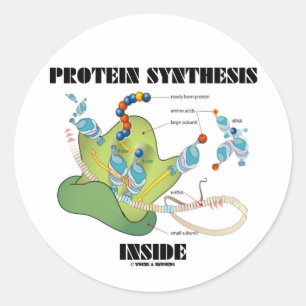 Sticker Rond Intérieur de synthèse de protéine (biologie