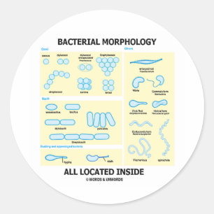Sticker Rond Intérieur tout localisé bactérien de morphologi