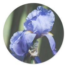iris