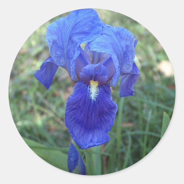 Sticker Rond Iris bleu 5 (Devant)