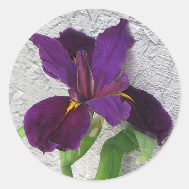 Sticker Rond Iris pourpre (Devant)