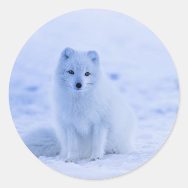 Sticker Rond Islande - Renard arctique, blanc sur photo (Devant)