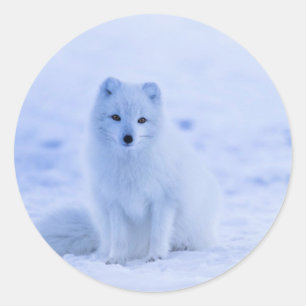 Sticker Rond Islande - Renard arctique, blanc sur photo