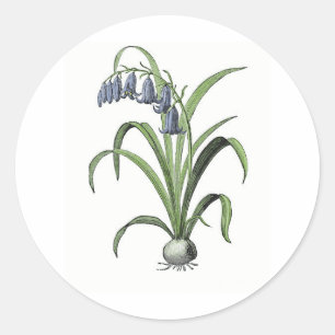 Sticker Rond Jacinthe des bois