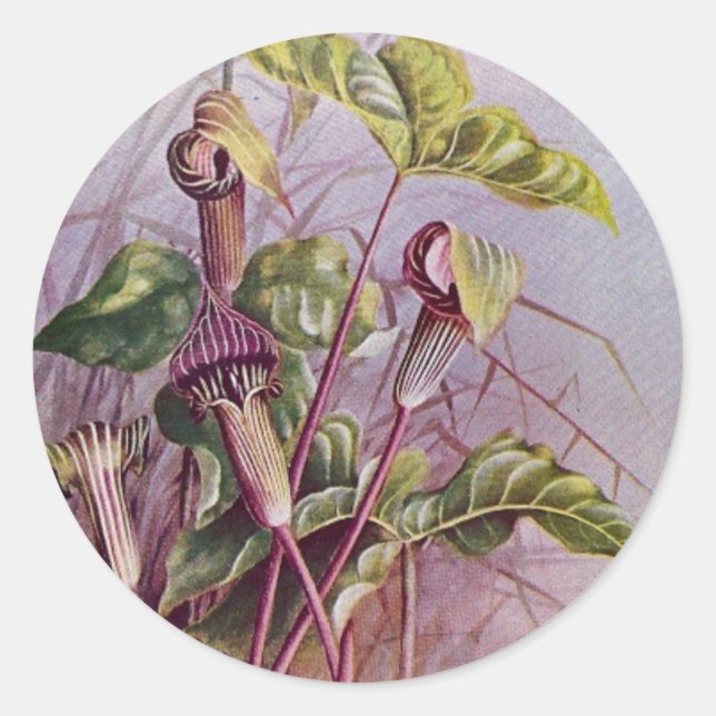 Sticker rond Jack-in-the-Pulpit Botanical Flower (Devant)