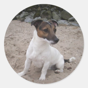 Sticker Rond Jack Russell klein Hund