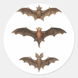 Sticker Rond J'aime des battes