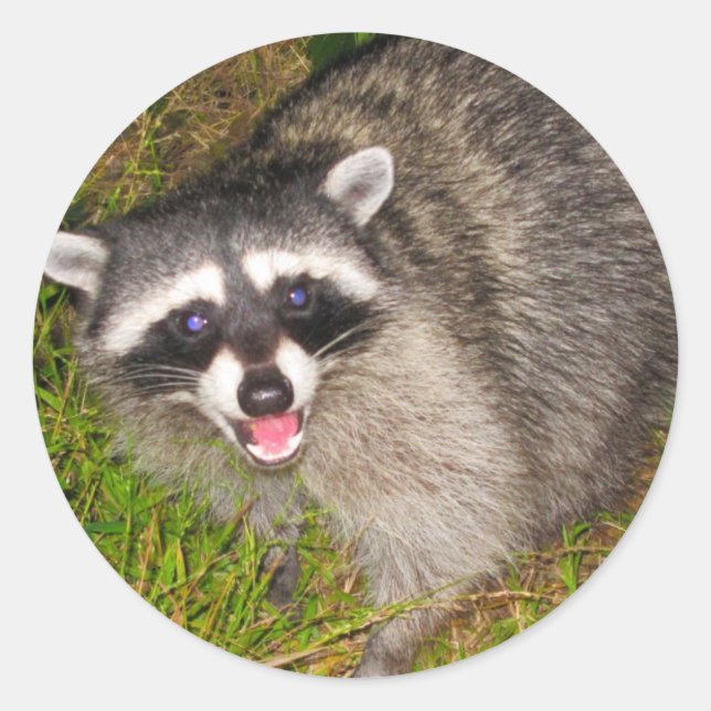 Sticker Rond J'Aime Les Raccoons ! (Devant)