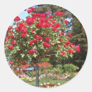 Sticker Rond Jardins publics blancs, Genève, fleurs suisses