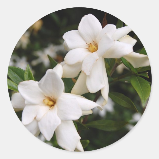 Sticker Rond Jasmine (Devant)