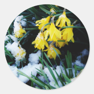 Sticker Rond Jaune Daffodils fleurs dans la neige