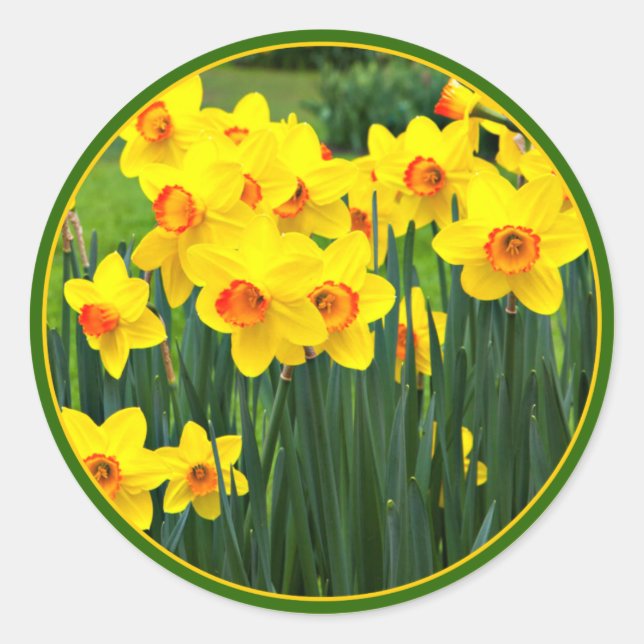 Sticker Rond Jaune Daffodique pour mars Anniversaire (Devant)