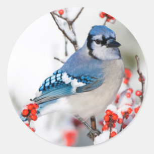 Sticker Rond Jay bleu dans l'intermède commun