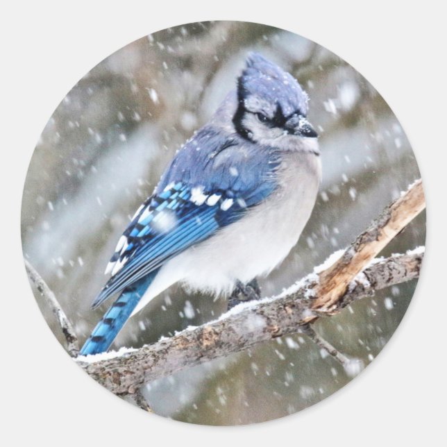 Sticker Rond Jay bleu dans une tempête de neige (Devant)