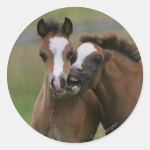 Sticker Rond Jeu de poulains