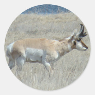 Sticker Rond Jeune brocard d'antilope pronghorn A25