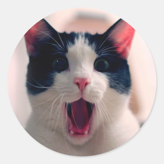 Sticker Rond Jeune chat surpris fou faire de grands yeux (Devant)