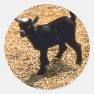 Sticker Rond Jeune chèvre de Pigmy