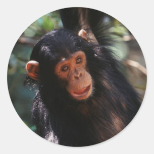 Sticker Rond Jeune Chimpanzé