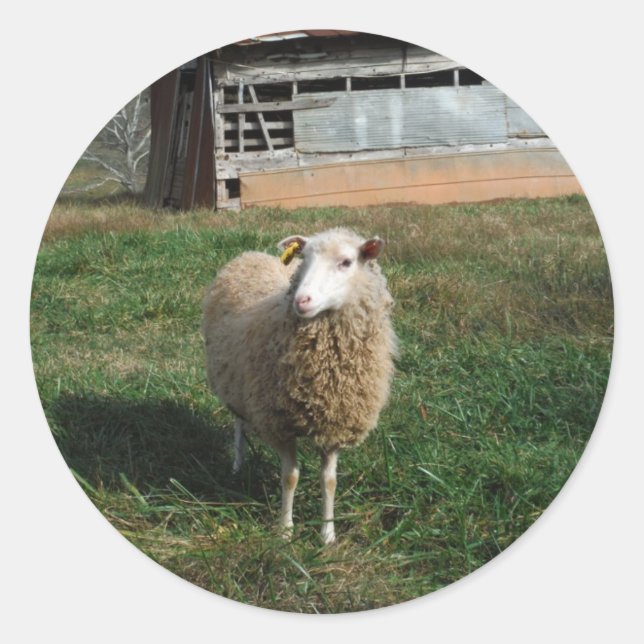 Sticker Rond Jeune mouton blanc sur la ferme (Devant)