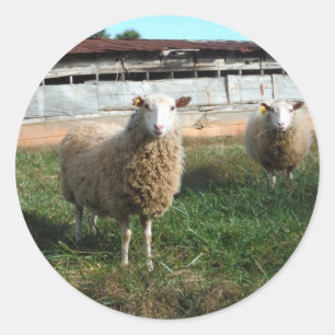 Sticker Rond Jeune mouton blanc sur la ferme