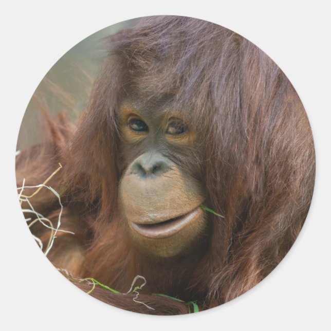 Sticker Rond Jeune Orangutan Joueur (Devant)