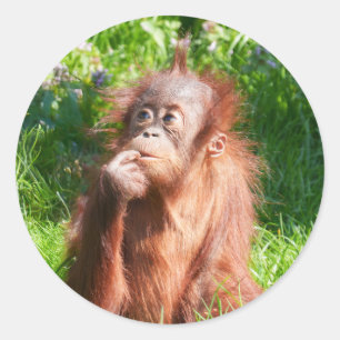 Sticker Rond Jeune Orangutan profondément dans la pensée