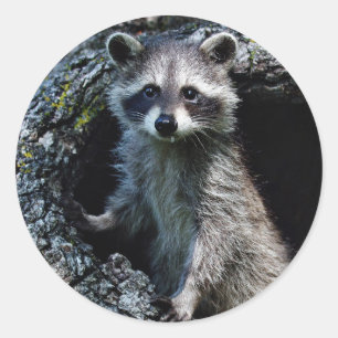 Sticker Rond Jeune raton laveur