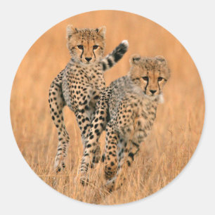 Sticker Rond Jeunes guépards (Acinonyx Jubatus) en train de cou