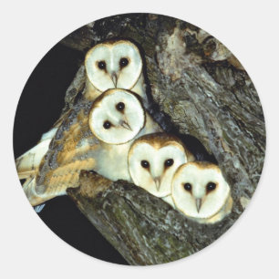 Sticker Rond Jeunes petits-petits, 9 semaines