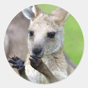 Sticker Rond Joey kangaroo mignon