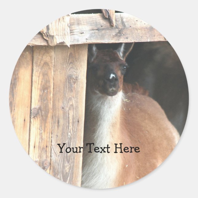 Sticker Rond Joli chevalet animal de ferme Llama (Devant)