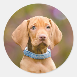 Sticker Rond Joli chiot hongrois Vizsla Chien Chien Photo -