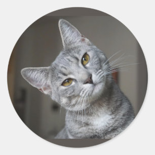 Sticker Rond Joli Curieux Chat Gris Tigré Chatons