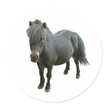 Joli Dartmoor Pony