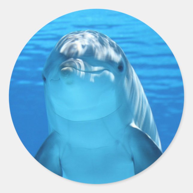 Sticker Rond Joli Dauphin Sous La Mer (Devant)
