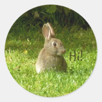 Joli lapin !