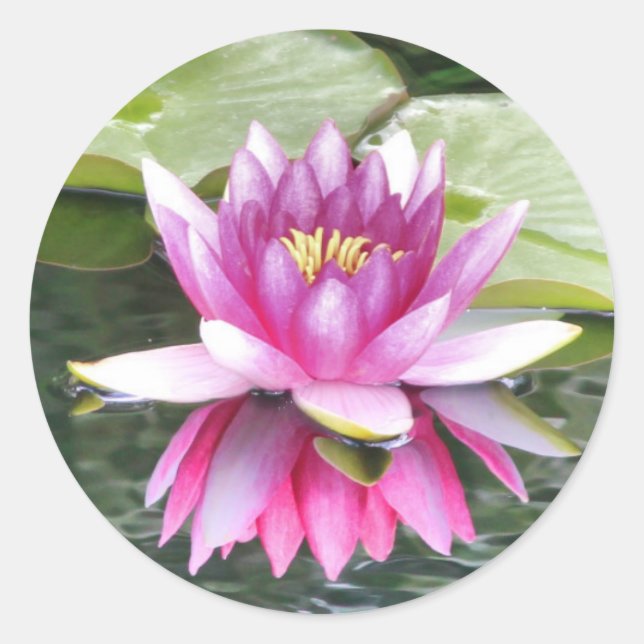 Sticker Rond Joli Lotus Rose reflété (Devant)