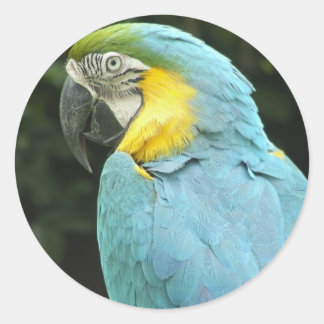 Sticker Rond Joli oiseau