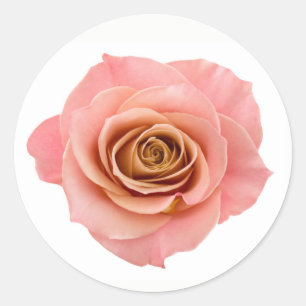 Sticker Rond Joli rose Peach Rose Flower