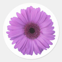 Joli violet photographique Gerbera Daisy Flower