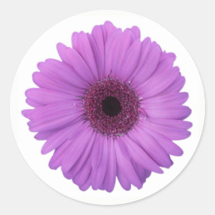 Sticker Rond Joli violet photographique Gerbera Daisy Flower