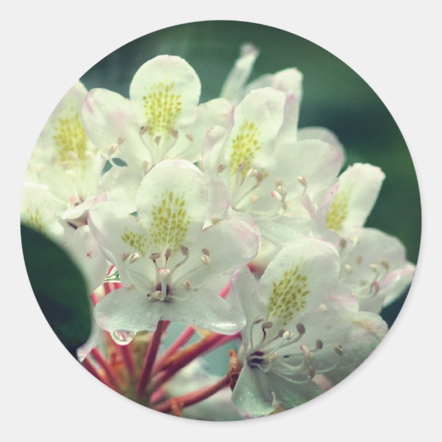 Sticker Rond Jolie Fleur blanche Azalea (Devant)