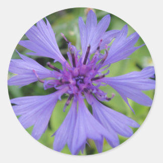 Sticker Rond Jolie fleur de maïs bleu
