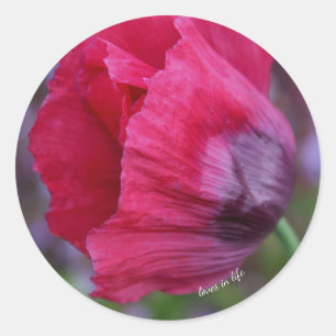 Sticker Rond Jolie Fleur de Pavot Rose et Violet