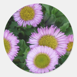 Sticker Rond Jolie Lavender Erigeron Flowers