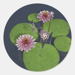 Sticker Rond Jolie Lys d'eau rose et libellule