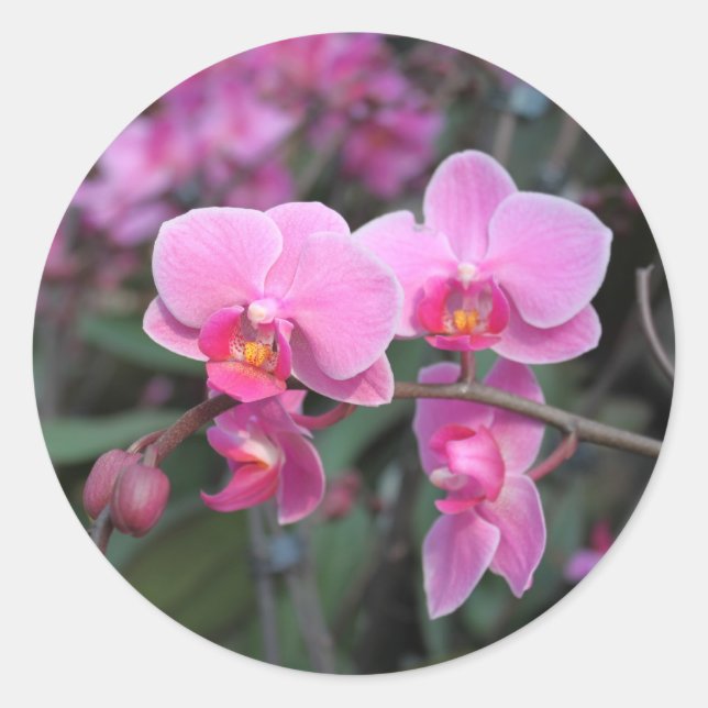 Sticker Rond Jolie orchidée rose (Devant)